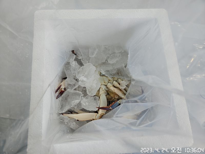 임지원님의 장터 판매 상품 [[지웅수산] 인천에서 조업한 국내산 활 암꽃게 판매합니다! ※품절※] 첨부 사진