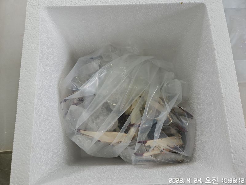 임지원님의 장터 판매 상품 [[지웅수산] 인천에서 조업한 국내산 활 암꽃게 판매합니다! ※품절※] 첨부 사진