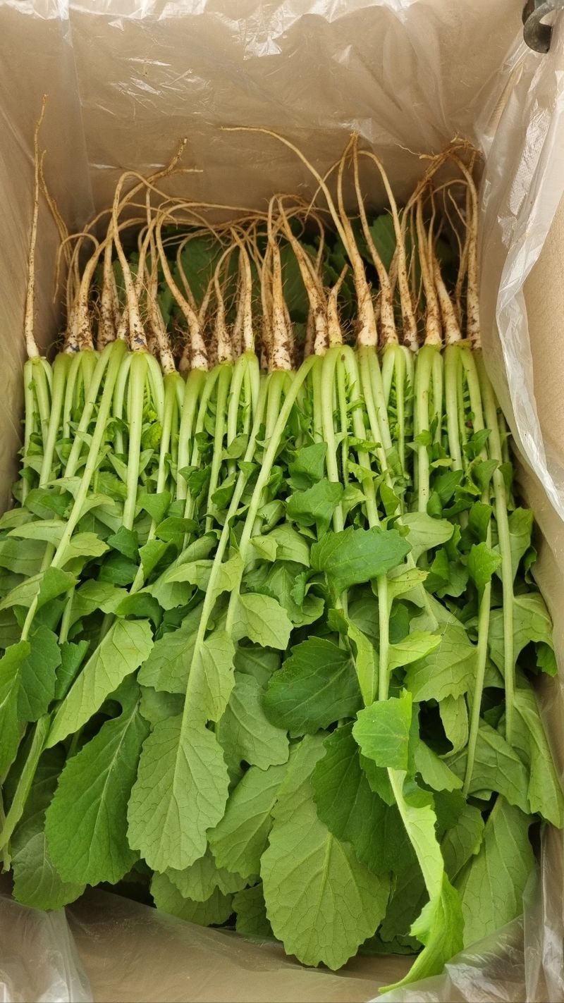 엄미애님의 장터 판매 상품 [보들보들 연하고 아삭한 무농약 일산열무 2키로. 4키로 ] 첨부 사진