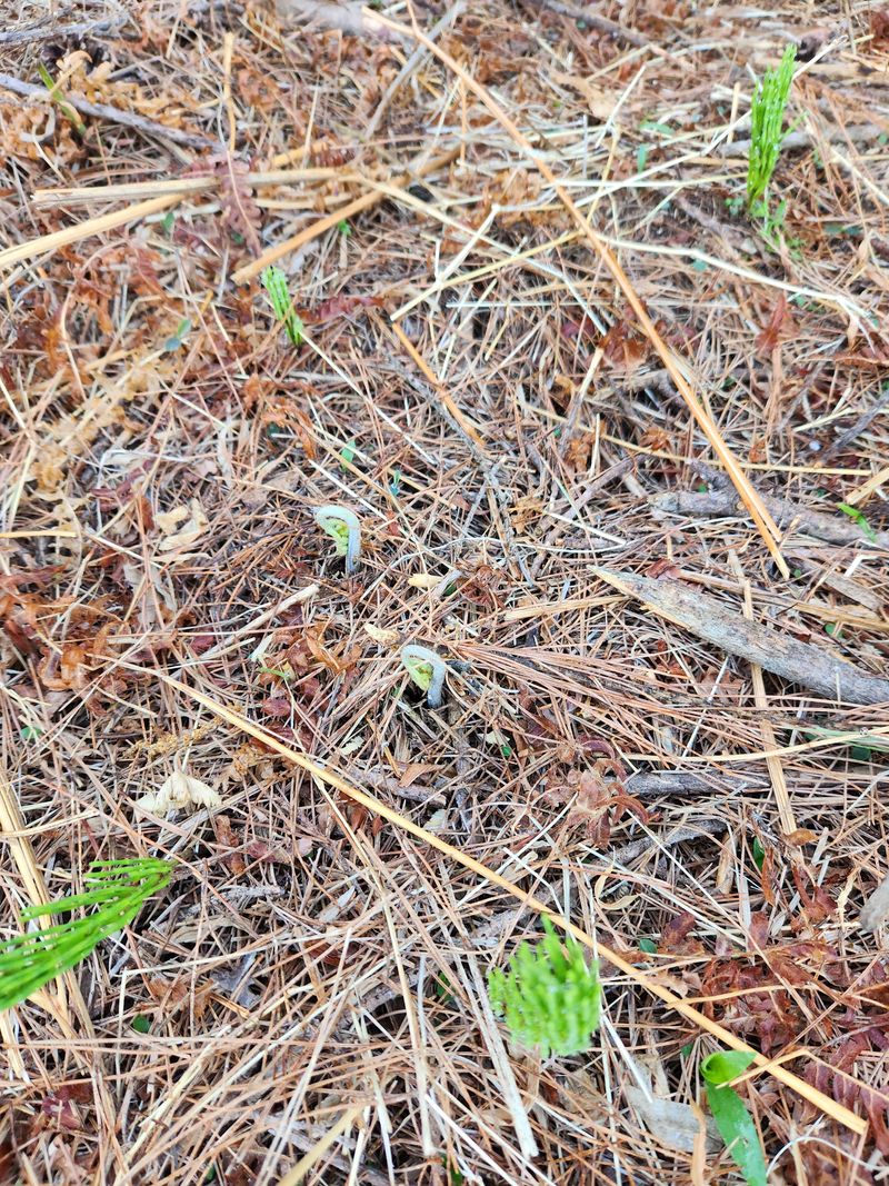 장터 상품 [고사리. (생, 삶음, 건)] 썸네일