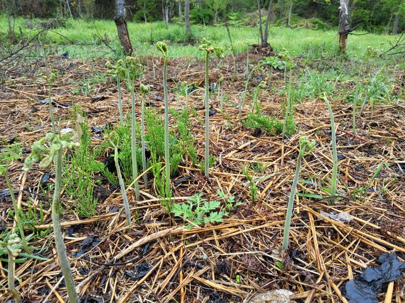 임태빈탑정호주말농장님의 장터 판매 상품 [고사리. (생, 삶음, 건)] 첨부 사진