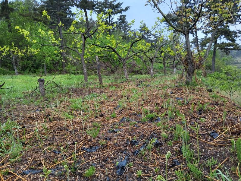 임태빈탑정호주말농장님의 장터 판매 상품 [고사리. (생, 삶음, 건)] 첨부 사진