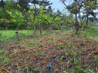 임태빈탑정호주말농장님의 작성글 사진