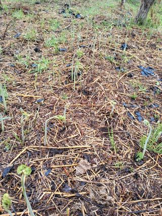 임태빈탑정호주말농장님의 작성글 사진