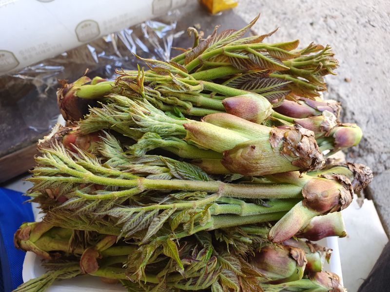 장터 상품 [자연산 산두릅1kg] 썸네일