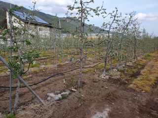 알 수 없음님의 사과 · 일상 작성글 사진