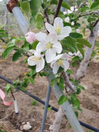 알 수 없음님의 사과 · 일상 작성글 사진