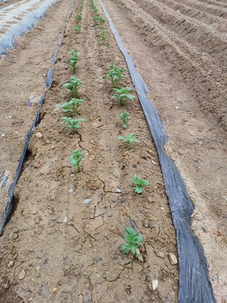 문영식님의 감자 · 자유게시판 작성글 사진