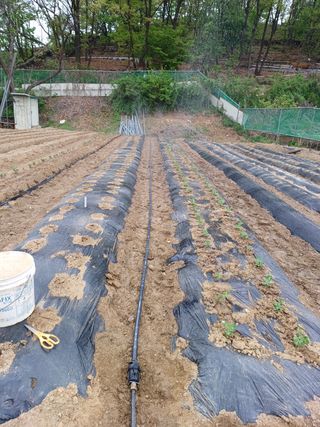 문영식님의 감자 · 자유게시판 작성글 사진