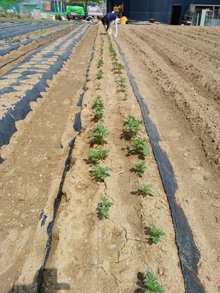 문영식님의 감자 · 자유게시판 작성글 사진