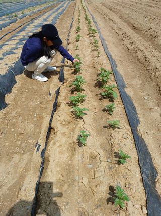 문영식님의 감자 · 자유게시판 작성글 사진