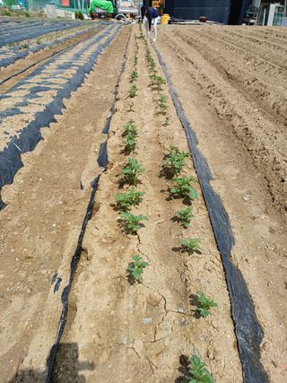 문영식님의 감자 · 자유게시판 작성글 사진