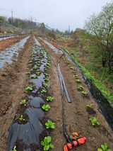 팜모닝 자유주제·자유게시판 게시글 이미지
