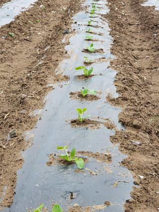 소양강님의 자유주제 · 자유게시판 작성글 사진