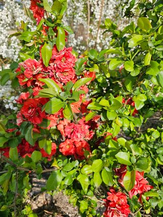 소양강님의 자유주제 · 자유게시판 작성글 사진