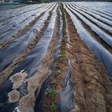 팜모닝 고구마·자유게시판 게시글 이미지