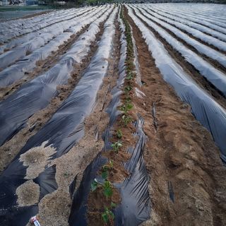 숙이짱님님의 고구마 · 자유게시판 작성글 사진
