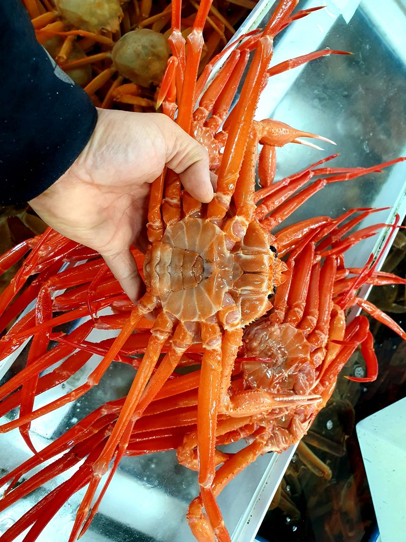 노가네수산님의 장터 판매 상품 [산지직송] 강구항 후포리 박달홍게 8미] 첨부 사진
