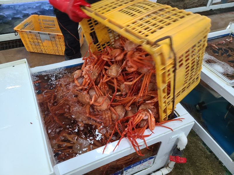 노가네수산님의 장터 판매 상품 [산지직송] 강구항 후포리 박달홍게 8미] 첨부 사진