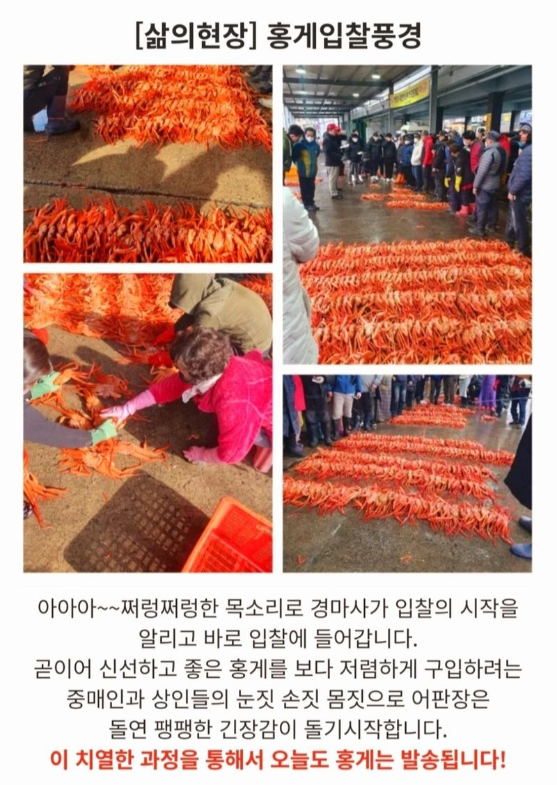 노가네수산님의 장터 판매 상품 [노가네] 맛있는 자숙홍게 2kg.3kg] 첨부 사진