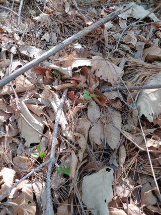 니무레골농원님의 자유주제 · 자유게시판 작성글 사진