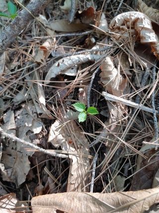 니무레골농원님의 자유주제 · 자유게시판 작성글 사진