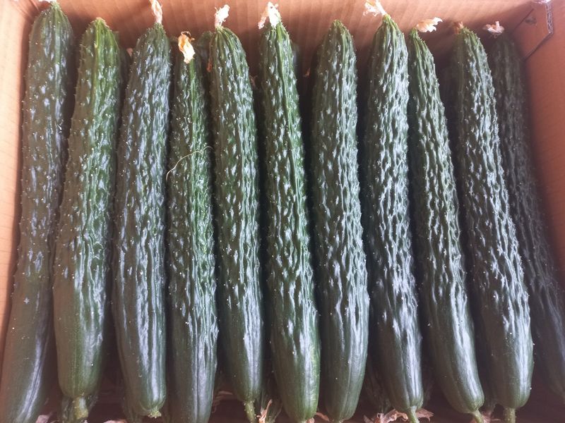 장터 상품 [상주 가시오이 특품10kg,  못난이 10kg] 썸네일