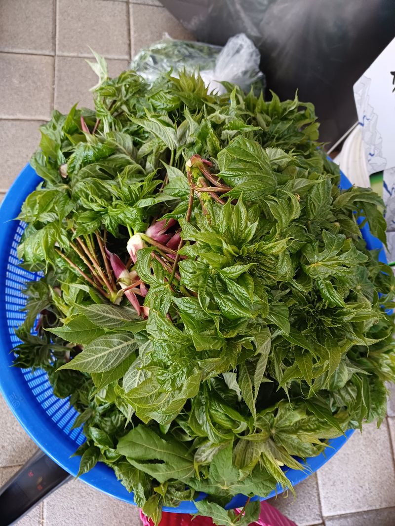 장터 상품 [두룹판매,2kg] 썸네일