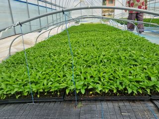 정용일님의 고추 · 파종•정식 작성글 사진