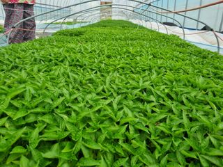 정용일님의 고추 · 파종•정식 작성글 사진