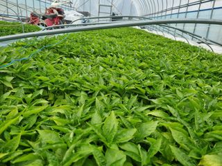 정용일님의 고추 · 파종•정식 작성글 사진