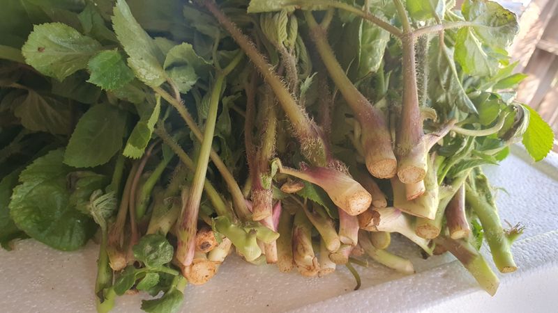 장터 상품 [땅두릅 500g] 썸네일