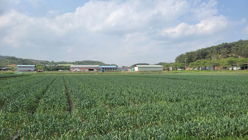 농사꾼 단비님의 장터 판매 상품 [마늘쫑1키로4000 판매완료] 첨부 사진