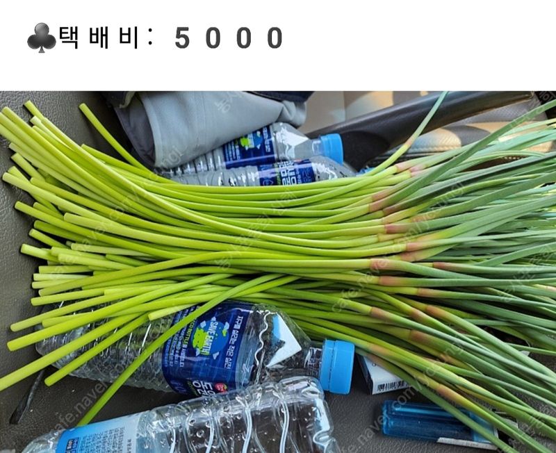 농사꾼 단비님의 장터 판매 상품 [마늘쫑1키로4000 판매완료] 첨부 사진