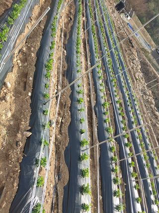 콩나라최여순님의 콩 · 자유게시판 작성글 사진