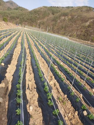 콩나라최여순님의 콩 · 자유게시판 작성글 사진