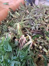 팜모닝 · 게시글 이미지