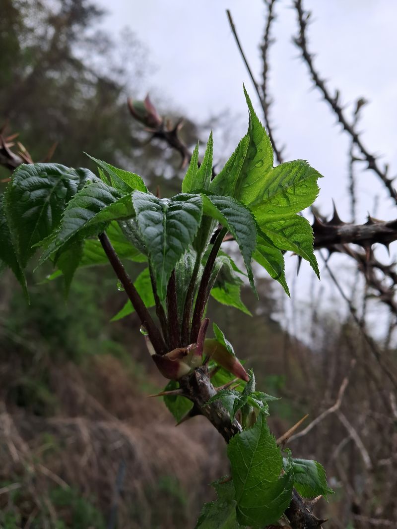 정선경님의 장터 판매 상품 [엄나무1kg] 첨부 사진