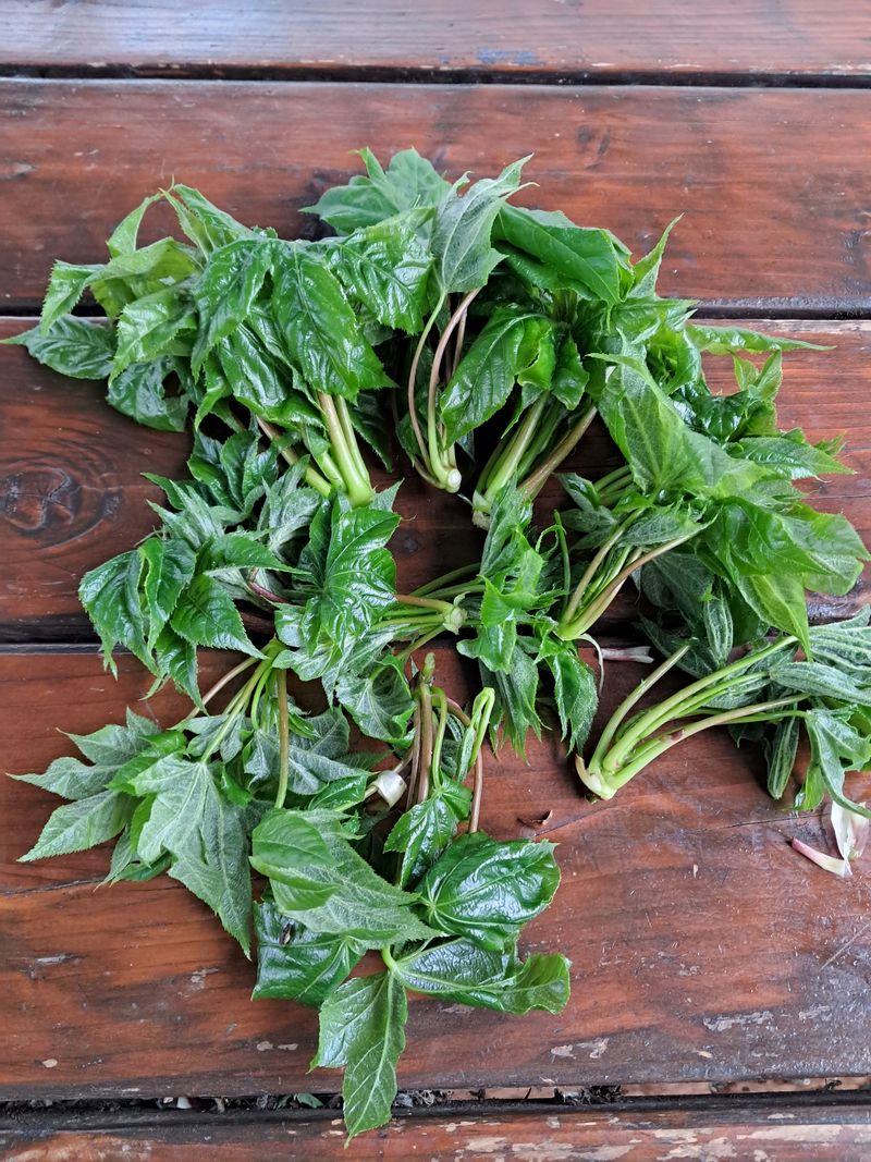 정선경님의 장터 판매 상품 [엄나무1kg] 첨부 사진