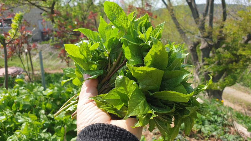 장터 상품 [[품절] 오가피 순 1kg] 썸네일