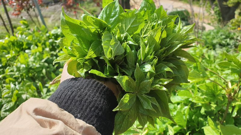 농부아내님의 장터 판매 상품 [[품절] 오가피 순 1kg] 첨부 사진