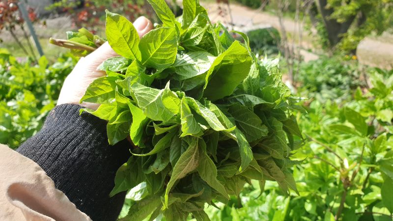 농부아내님의 장터 판매 상품 [[품절] 오가피 순 1kg] 첨부 사진