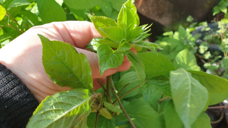 농부아내님의 장터 판매 상품 [[품절] 오가피 순 1kg] 첨부 사진