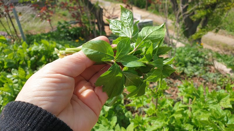 농부아내님의 장터 판매 상품 [[품절] 오가피 순 1kg] 첨부 사진