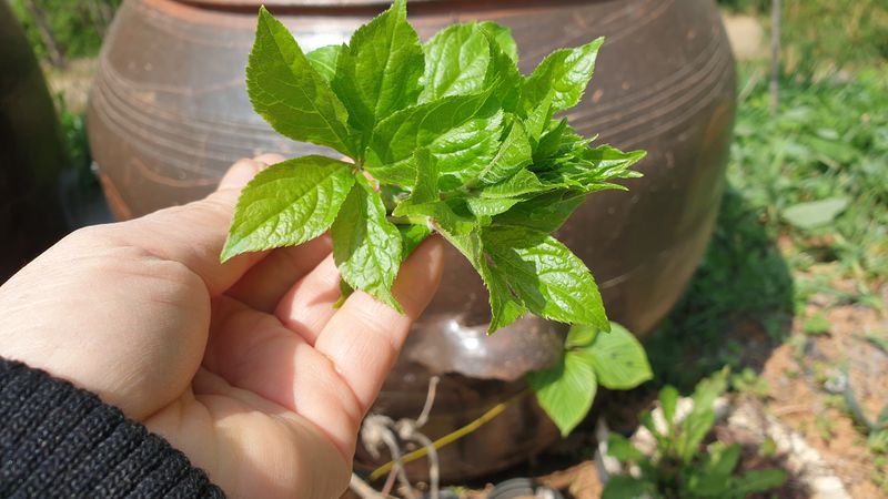 농부아내님의 장터 판매 상품 [[품절] 오가피 순 1kg] 첨부 사진