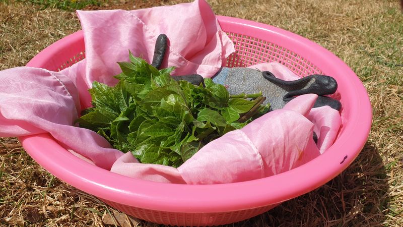 농부아내님의 장터 판매 상품 [[품절] 오가피 순 1kg] 첨부 사진