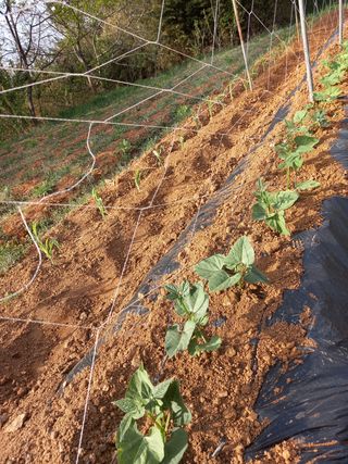 당진수농원박선이님의 자유주제 · 자유게시판 작성글 사진