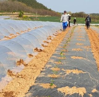 김영래큰집참농장한우님의 기타작물 · 자유게시판 작성글 사진