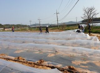 김영래큰집참농장한우님의 기타작물 · 자유게시판 작성글 사진