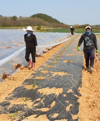 김영래큰집참농장한우님의 기타작물 · 자유게시판 작성글 사진